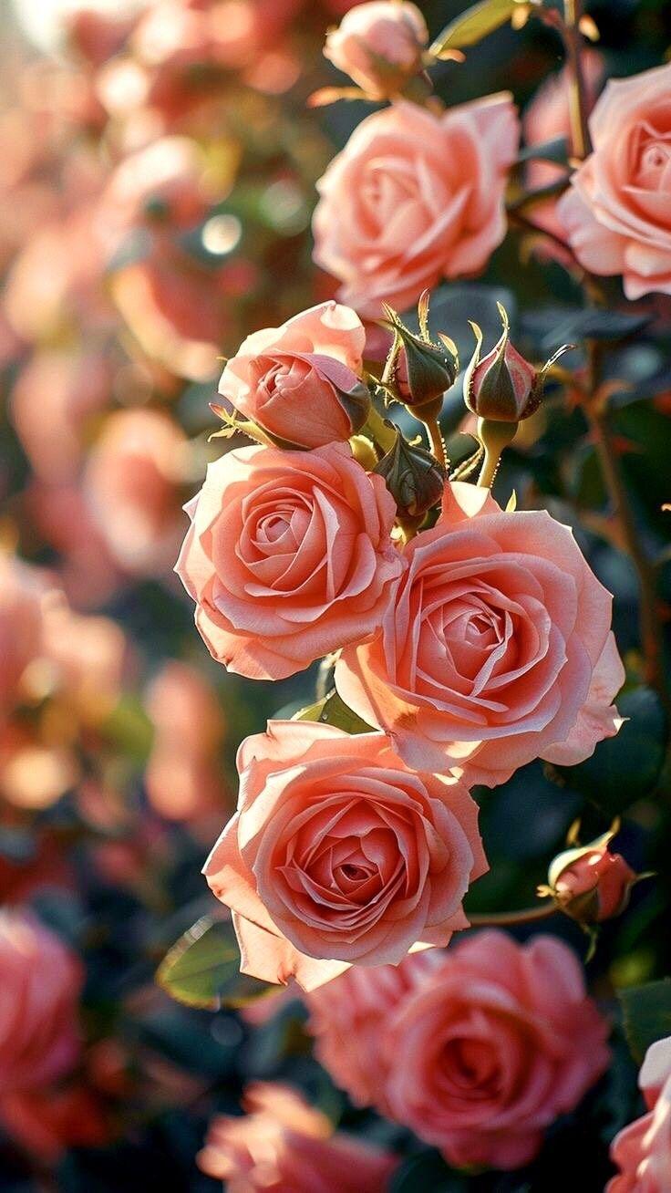 Twilight Serenity Flower Collection